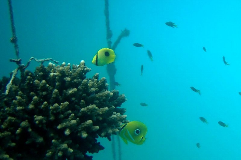 One-spot Butterflyfish and Bluelashed butterflyfish